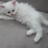 بچه گربه پرشین