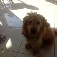 سگ پودل بدون شناس نامه