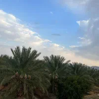 ۵هکتار باغ خرما پیارم/سنددار حاجی آباد روستای کهه|فروش دفتر صنعتی، کشاورزی، تجاری|حاجی آباد, |دیوار