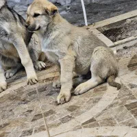 توله نر سرابی|سگ|بستان آباد, |دیوار