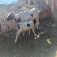 گاو وگوساله وماده ونر