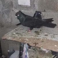 کبوتر معاوضه با دوکت