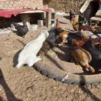 تخمرغ نطفه دار گلین سلطان گردن لخت|حیوانات مزرعه|رفسنجان, |دیوار