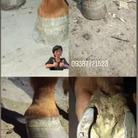 نعل بندی