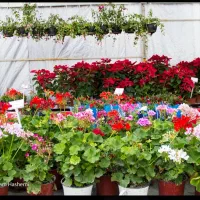 خدمات باغبانی باغچه کاری گل کاری