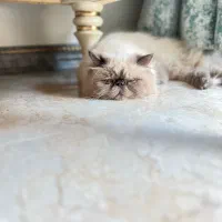 گربه پرشین هیمالین