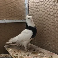 چند عدد کبوتر نقش و پرشی