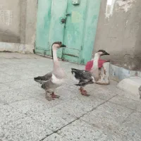 یک جفت قو غاز اصل ویک جوجه خروس چابهاری|حیوانات مزرعه|زابل, |دیوار