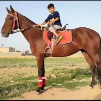 مادیون|اسب و تجهیزات اسبسواری|قیامدشت - خاورشهر, |دیوار