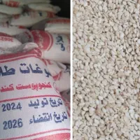 کنجد سفید هند و پاکستان