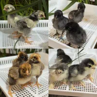 جوجه ویاندوت ایام سمانی برهما لهستانی مرغ وخروس