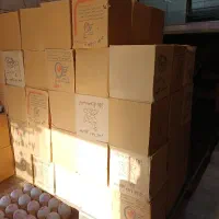 پخش تخم مرغ