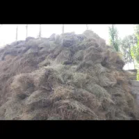 یونجه دیم خالص