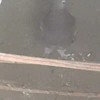 کفتر|پرنده|اردکان, |دیوار