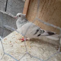 یک کفتر ماده