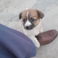 توله پا کوتاه ۲ ماهه