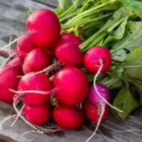 تربچه اورگانیک بالای 50بسته