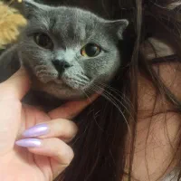 گربه اسکاتیش ماده|گربه|کرج, گلشهر|دیوار