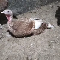 بوقلمون ماده تخم گذار