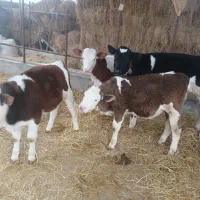 گوساله نرسمینتال