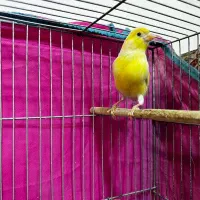 جفت مزایکی|پرنده|یزد, |دیوار