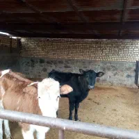 گوساله ماده سیمینتال|حیوانات مزرعه|قم, دورشهر|دیوار