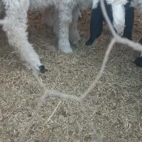 بره نر پاکستانی دم خونه ای۶ ماهه تقریبا|حیوانات مزرعه|زاهدان, |دیوار