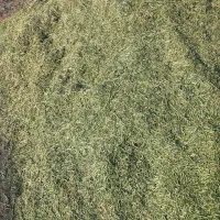 یونجه کوبیده شده
