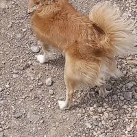 سگ گمشده