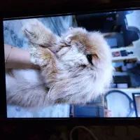 خرگوش|موش و خرگوش|برازجان, |دیوار