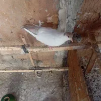 یک عدد ماده طاقی|پرنده|آران و بیدگل, |دیوار