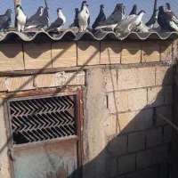 تعداد بیست عدد خوشرنگ بدون عیب