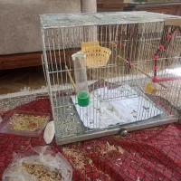 قفس