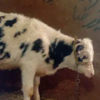 گاو و گوساله ماده سیمینتال|حیوانات مزرعه|هرسین, |دیوار