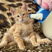 واگذاری گربه