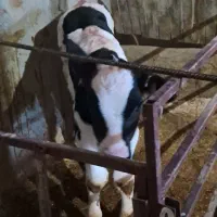 گوساله نرهلشتاین صنعتی