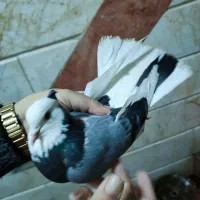 کفتر گرفتنی