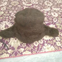 کلاه روسی  کلکسیونی اصل|کلکسیون اشیاء عتیقه|تهران, ارامنه|دیوار