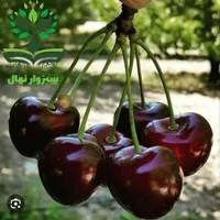 نهال گیلاس تکدانه گلدانی|گل و گیاه طبیعی|سبزوار, کهنه آب|دیوار