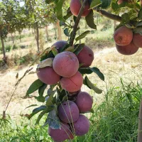 خدمات درختان میوه|خدمات باغبانی و درختکاری|اراک, |دیوار