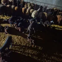 گوسفندبره دار