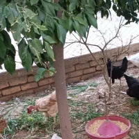 مرغ سیاه تخمگذار . جفت غاز