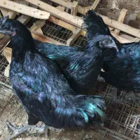 ۱۲ تا مرغو خروس سیاه ایام ثمانی