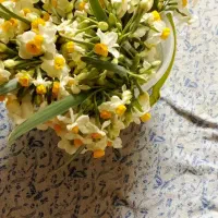 گل نرگس|گل و گیاه طبیعی|بیرجند, |دیوار