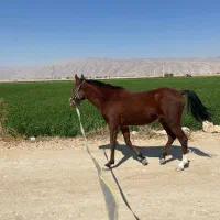 به فروش می رسد.. کره اسب نریون ،نژاد دره شوری|اسب و تجهیزات اسب‌سواری|فیروزآباد (فارس), |دیوار