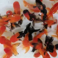 دیسکس، آکواریوم پلنت، گیاه آکواریومی،ماهی آکواریوم