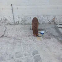 بره|حیوانات مزرعه|بوشهر, |دیوار