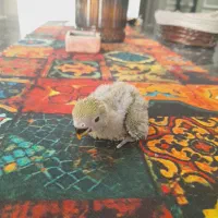 جوجه کوتوله سرلاکی|پرنده|مشهد, چهارچشمه|دیوار