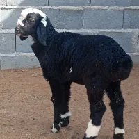 دو راس بره نر جو خور