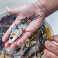 ماهی کوی|ماهی|قم, سراجه (۱۵ خرداد)|دیوار